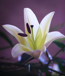 white lily